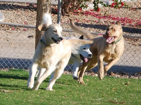 Flash running at the dog park